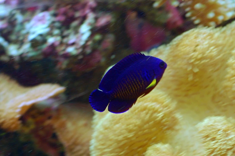 a yellow fish is looking down at the coral