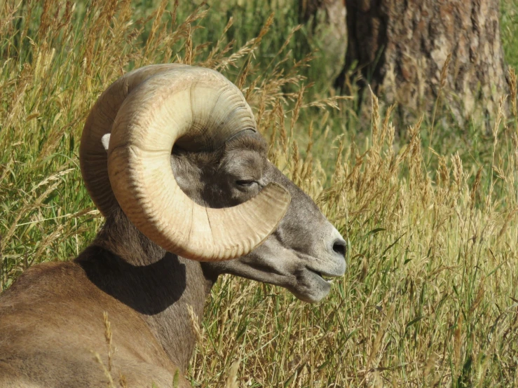 this ram is looking for its mate