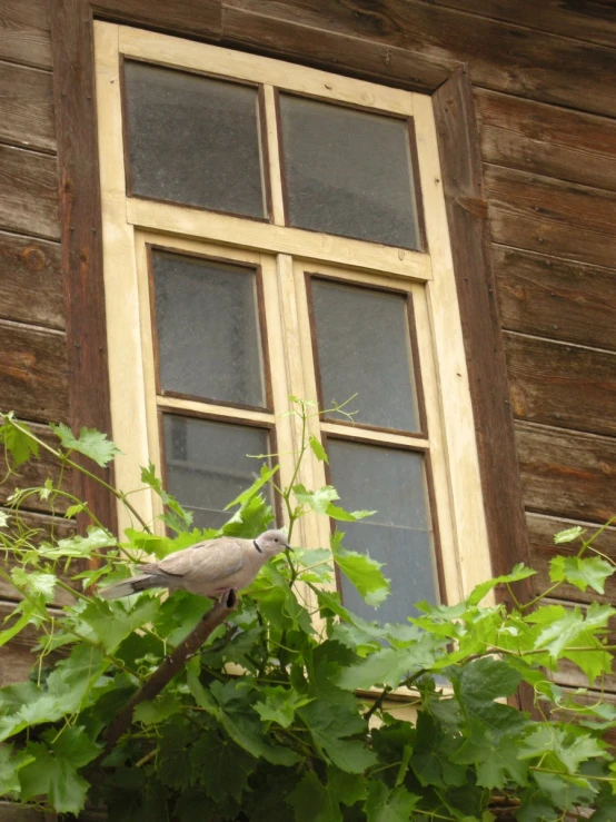 a bird sits in the window ledge of a house