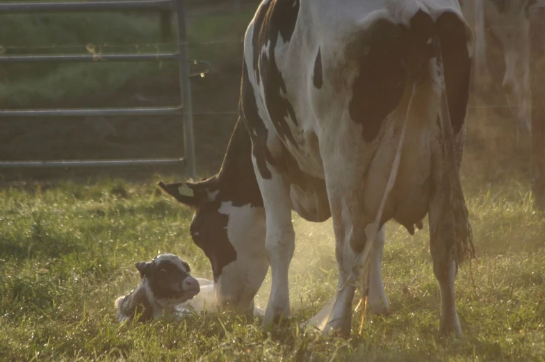 two brown and white cows standing in grassy field with their young