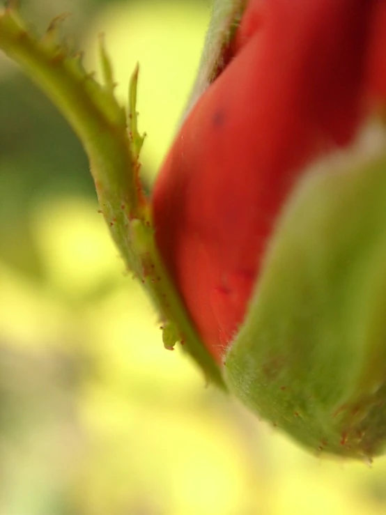 a close up of a red flower stem