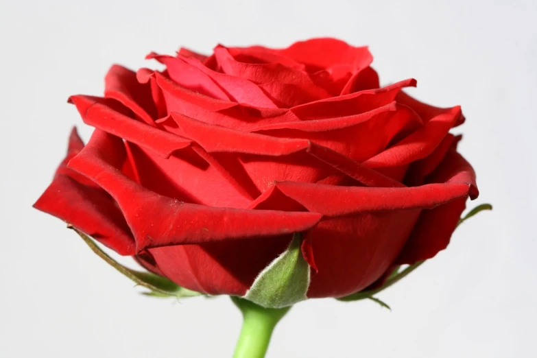 a red rose is on a stem with many petals