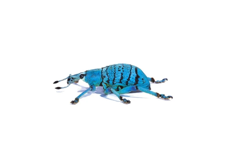 a blue bug sitting on top of a white floor