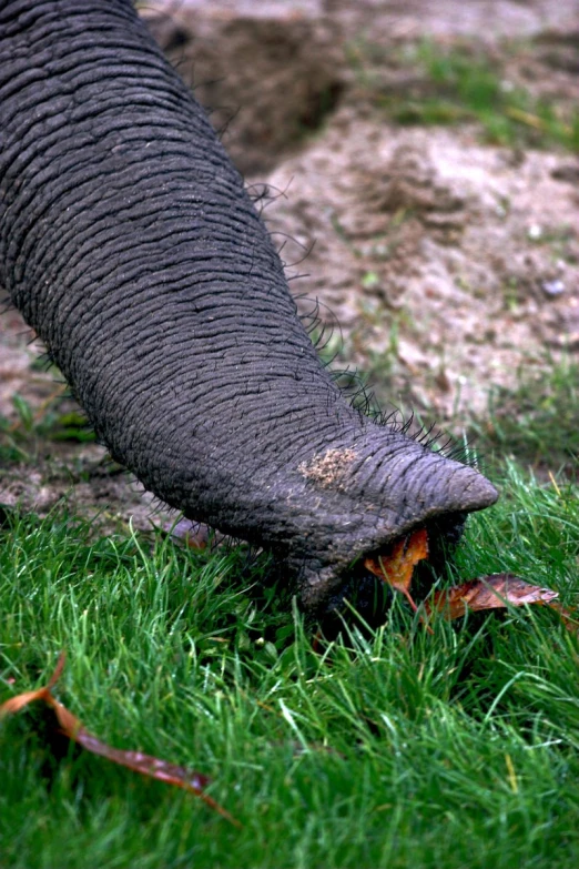 an elephant walks on grass with it's trunk bent forward