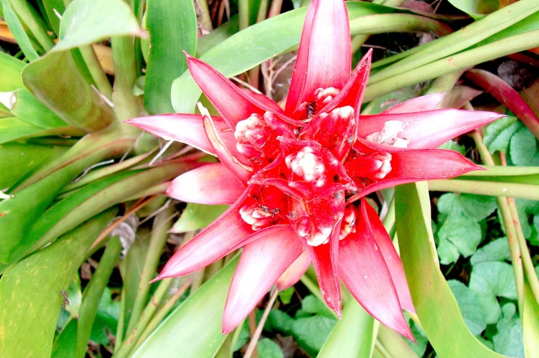 there is a very pretty red flower next to some grass