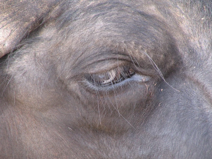 a close up of the eye of an elephant