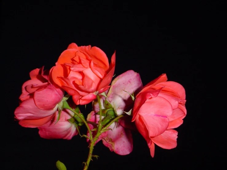 three red roses against black background in the sunlight