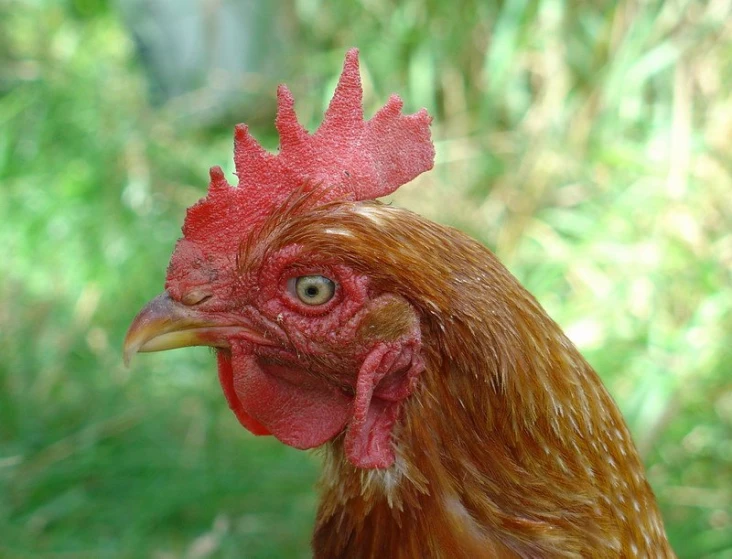 a close up of a red rooster near some trees