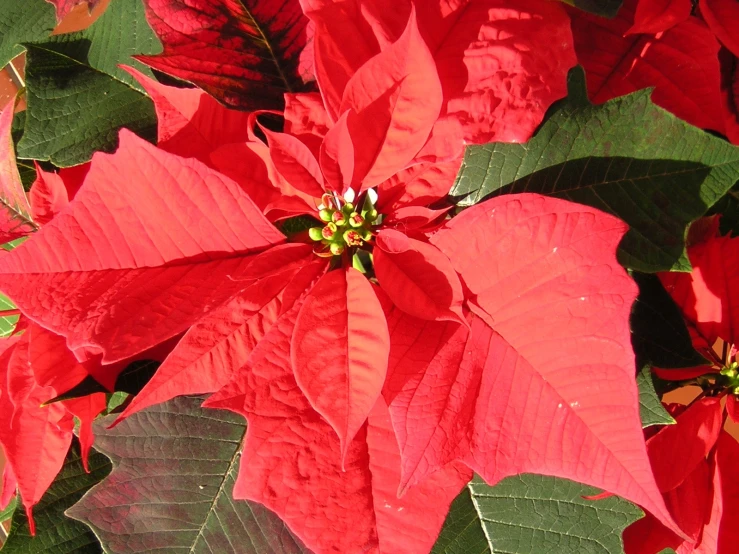 a red poinsetti surrounded by leaves and foliage