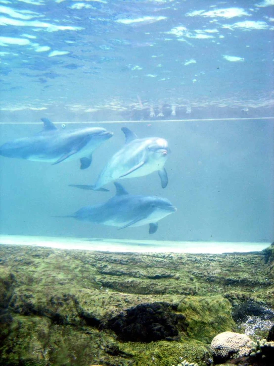 three dolphins swimming through an aquarium