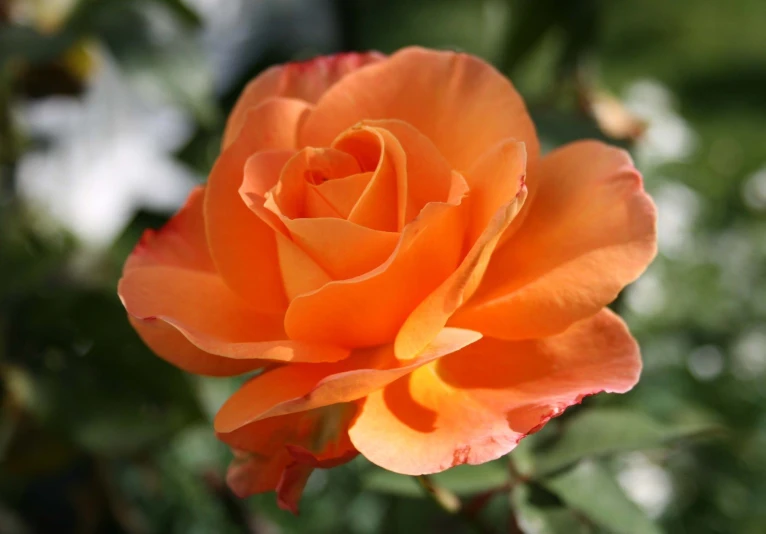 an orange rose with its petals and green leaves