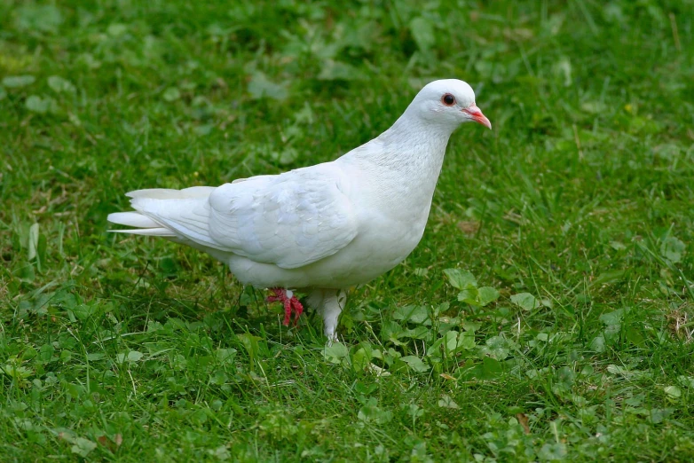 a white bird with its head down standing in the grass