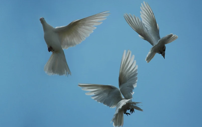 three white birds flying across a blue sky