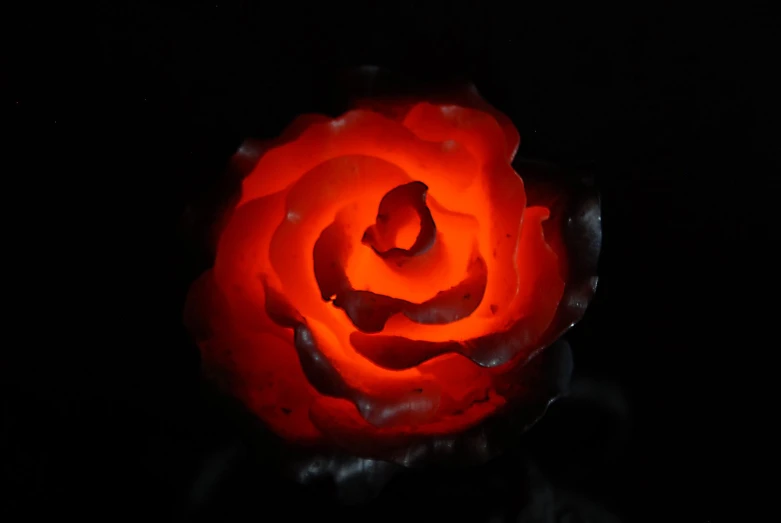 a rose in the dark with a black background