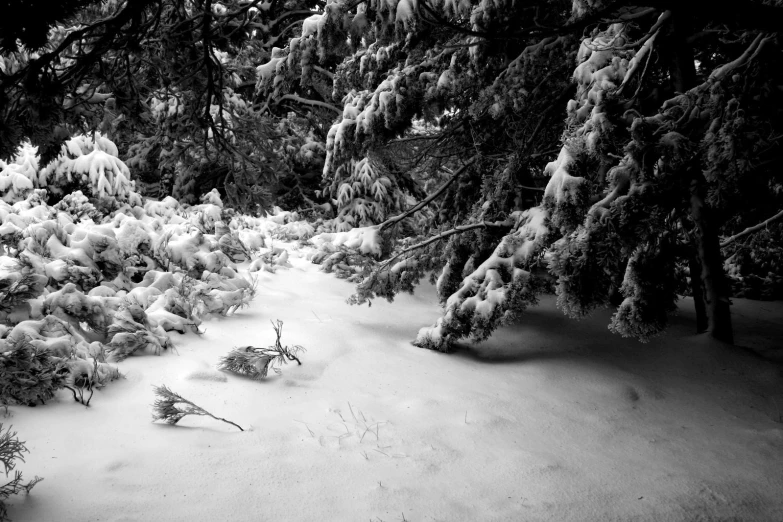 some very snowy bushes near a bunch of trees