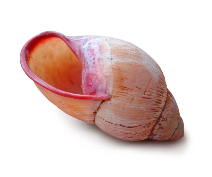a section of a large snail shell in the middle of its shell