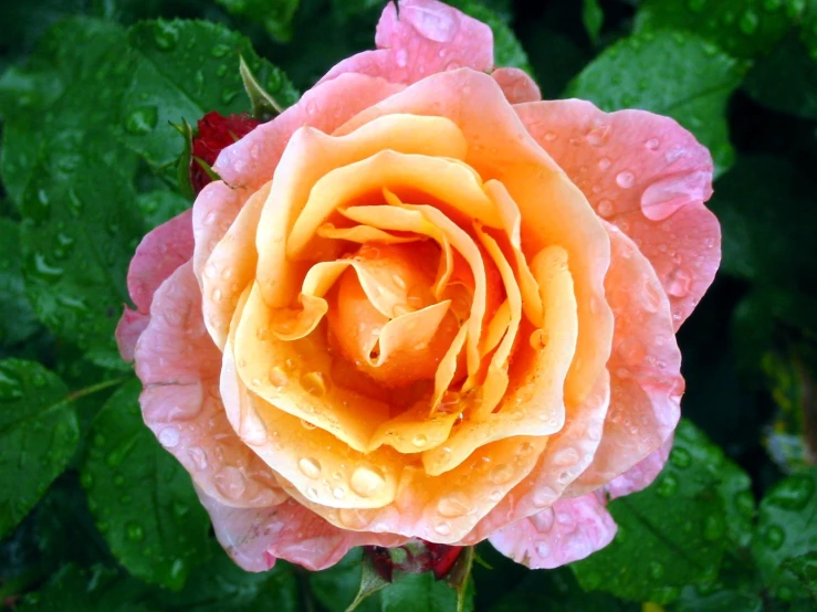 a very pretty pink rose with water droplets