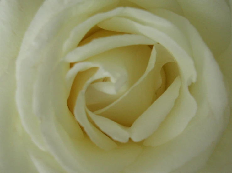 a very white rose with the center opened