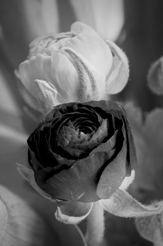 a black and white po of a flower