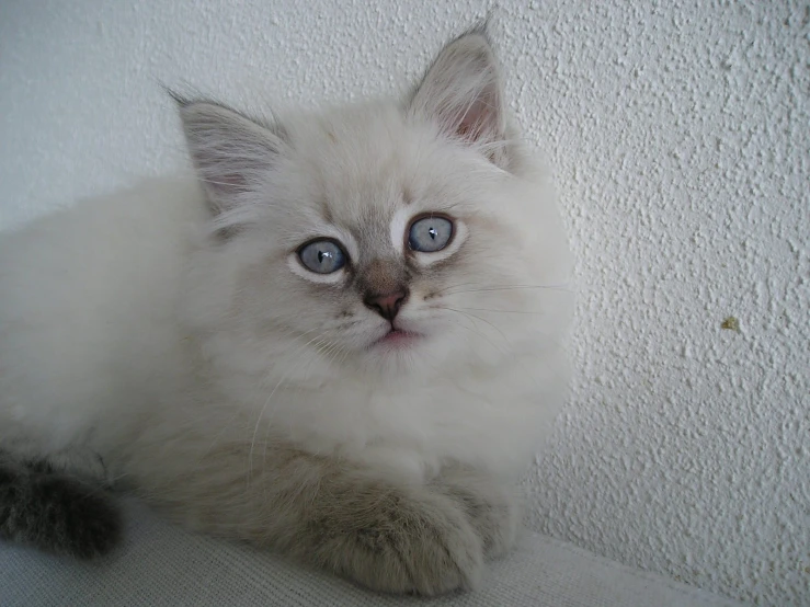 a white cat is laying down looking upward