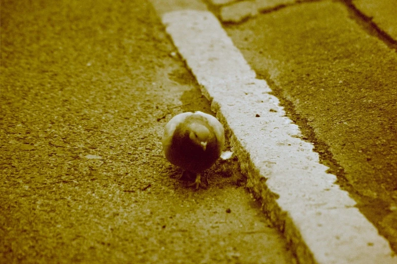 a cat sitting on the side walk near a street