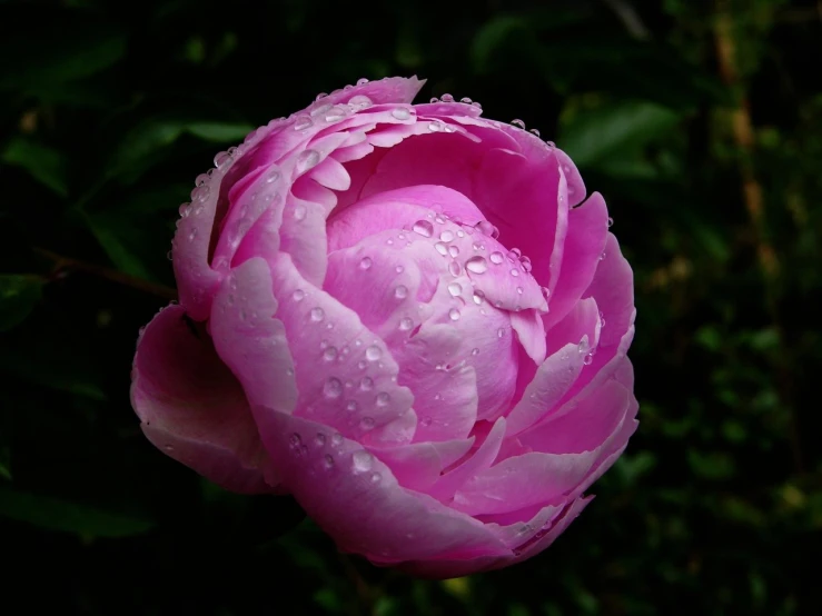 a pink flower with water droplets on the petals