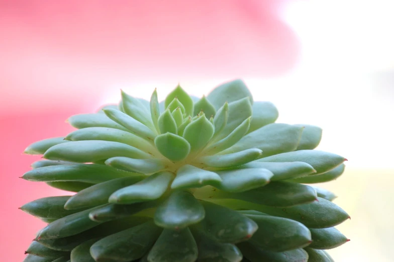 the very large plant is growing very small