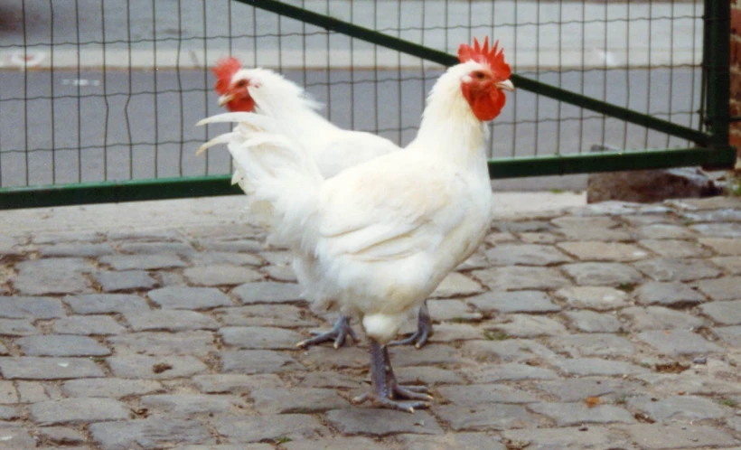 three chickens are on the sidewalk and one is walking