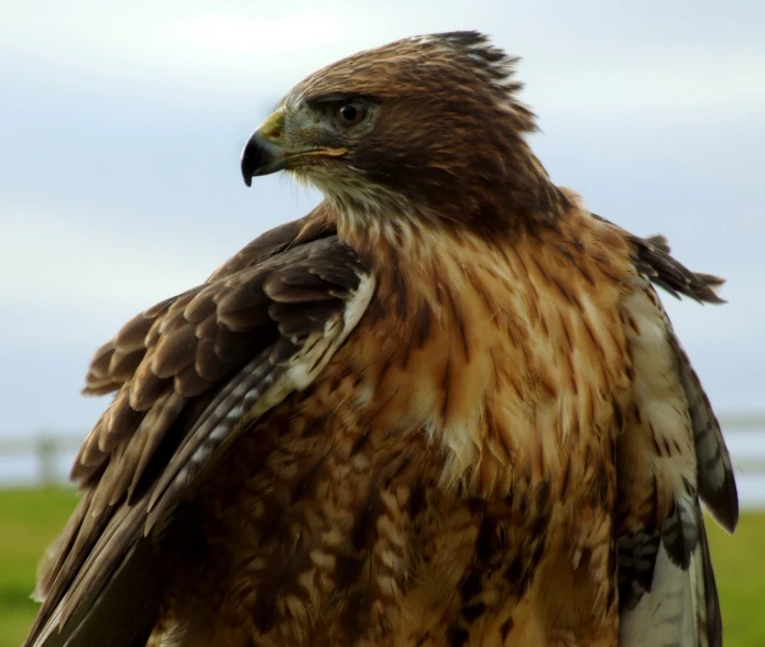 a brown and white bird standing on top of a green field