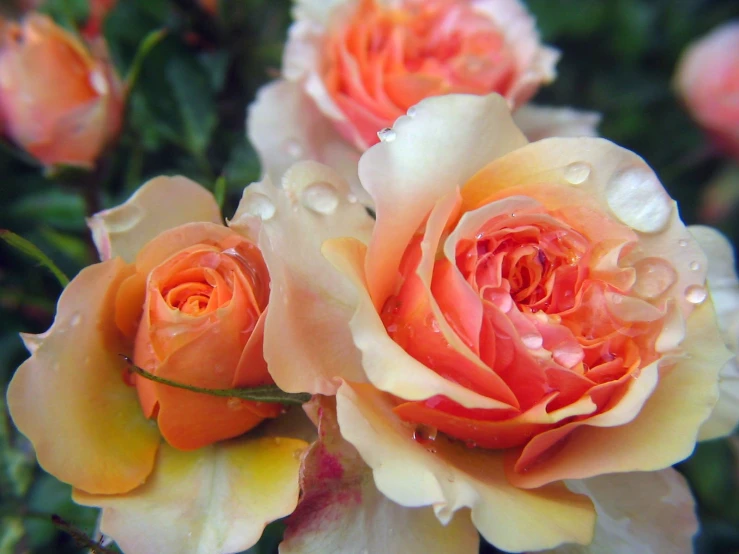 three peach flowers sitting next to each other