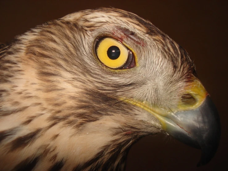 a close up picture of a bird of prey with its eyes half open