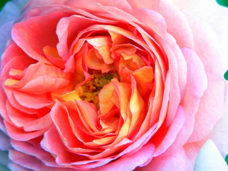 a large flower that is pink and yellow