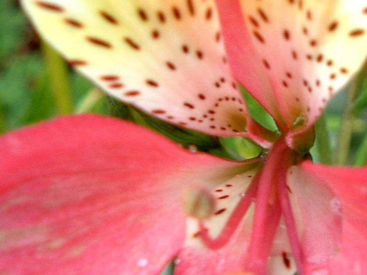 close up of a flower with very little dots