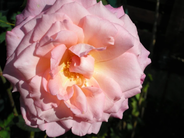 pink flower with small leaves growing in ground