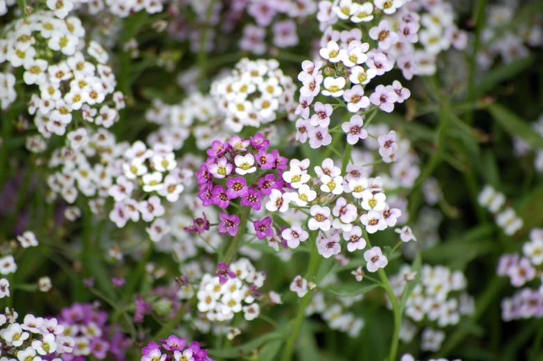 many small white flowers with tiny purple ones in the center