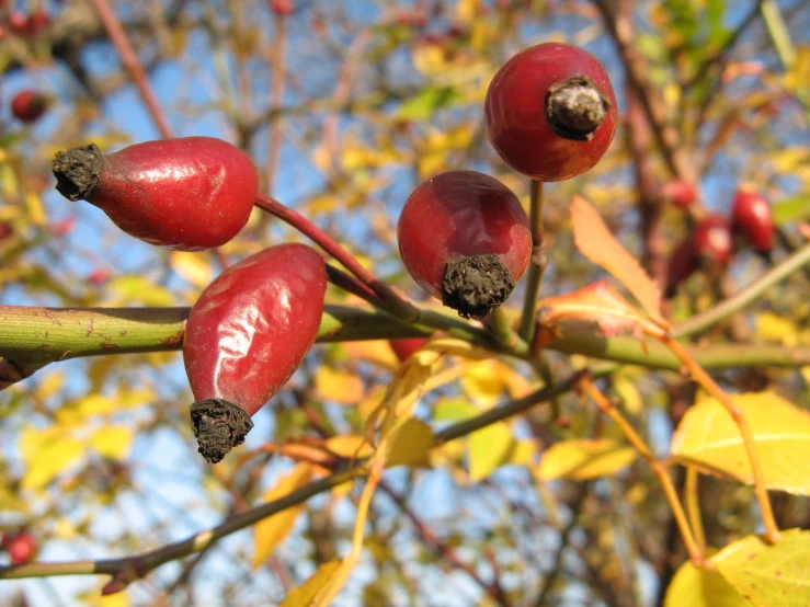 a tree filled with fruit and surrounded by leaves