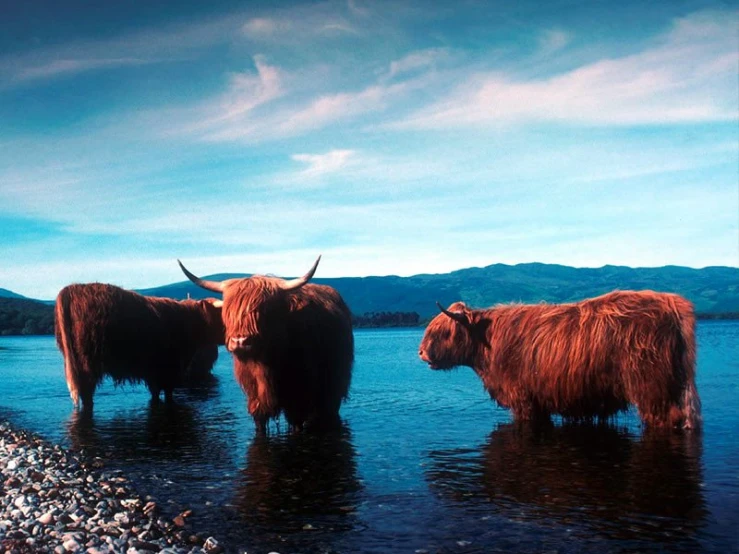 two bulls are standing in water at the edge of a lake