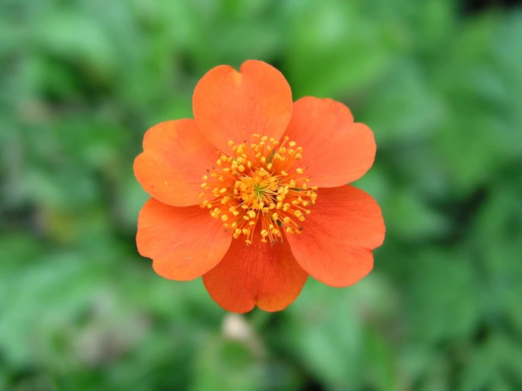 closeup image of orange flower with green leaves in background