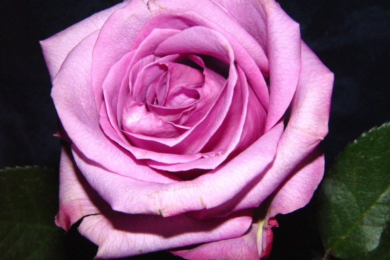 a pink rose on top of a table