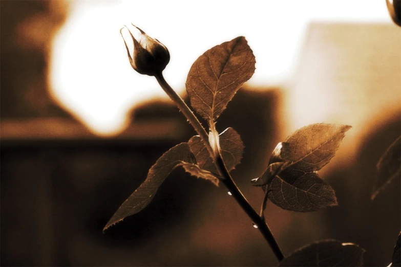 a yellow flower in a vase on a windowsill