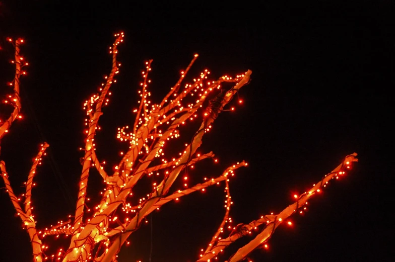 a lit tree with many nches has red and orange lights