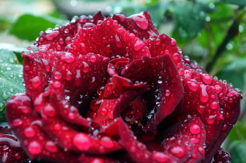 a red rose in the water with drops on it