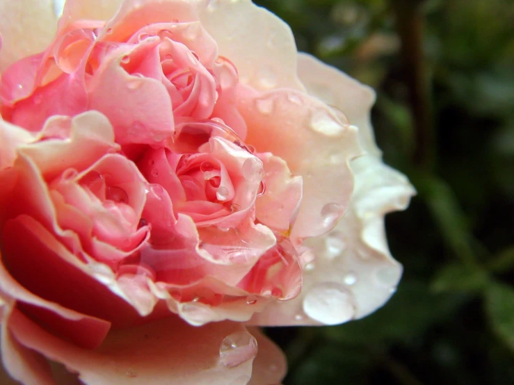 a pink flower with lots of water drops on it