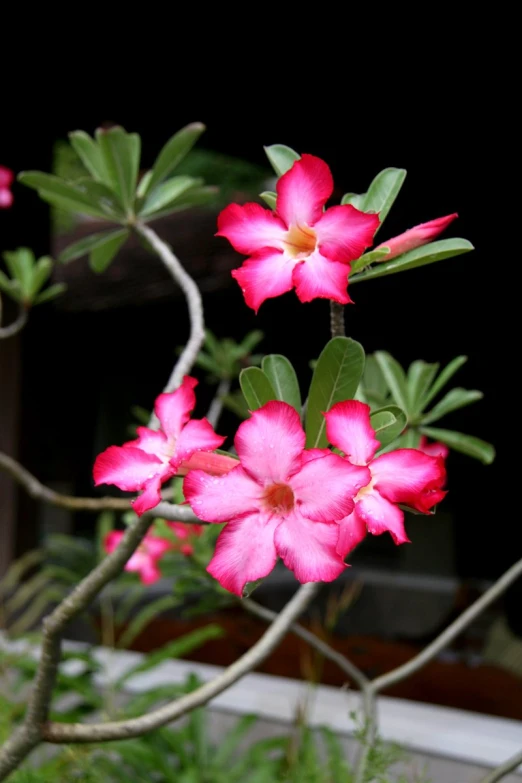 a flower nch with pink flowers and green leaves