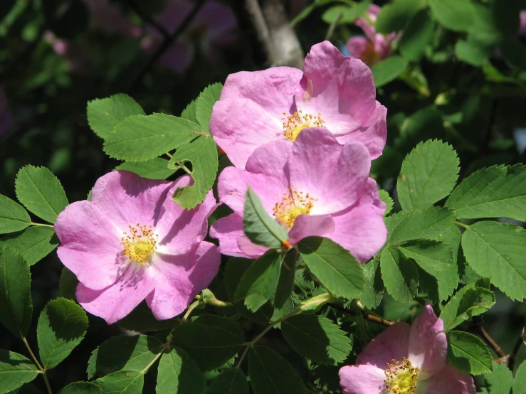 some pink flowers with green leaves on them