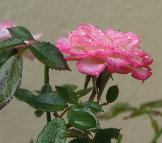a pink flower with water drops on it