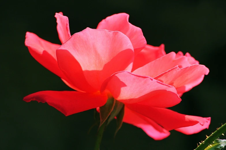 closeup of a single pink rose with green stems