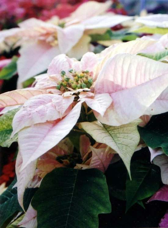 closeup of the flowers and leaves of a plant