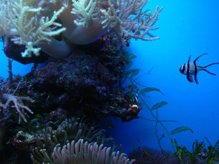 a group of clown fish and anemone on the reef