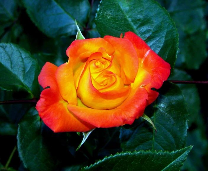 a large yellow and orange flower sitting on top of a green plant